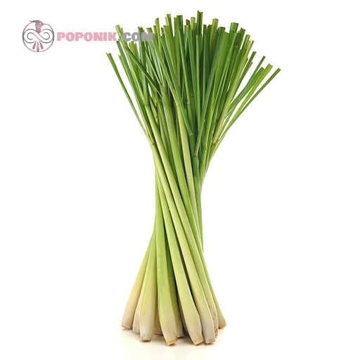 بذر علف لیمو (لمون گرس)