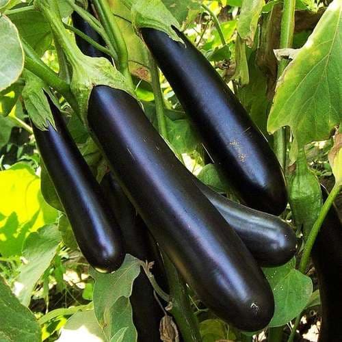 بذر بادمجان کشیده بلند هیبرید f1