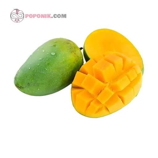 بذر انبه سبز مصری