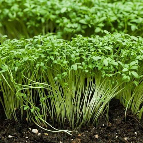 بذر شاهی برگ باریک