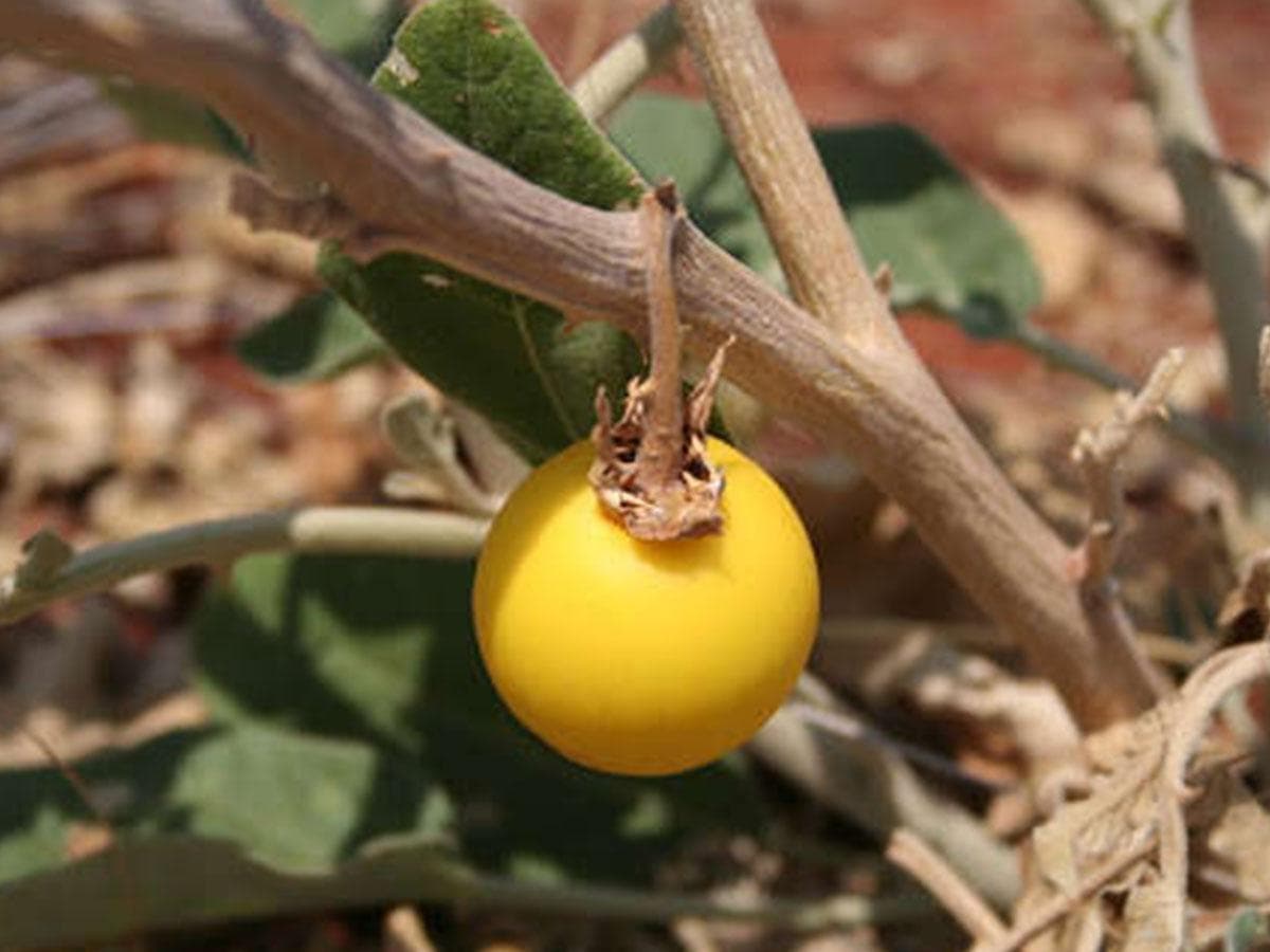 بذر بادمجان بری