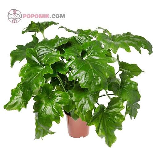 بذر برگ انجیری فر