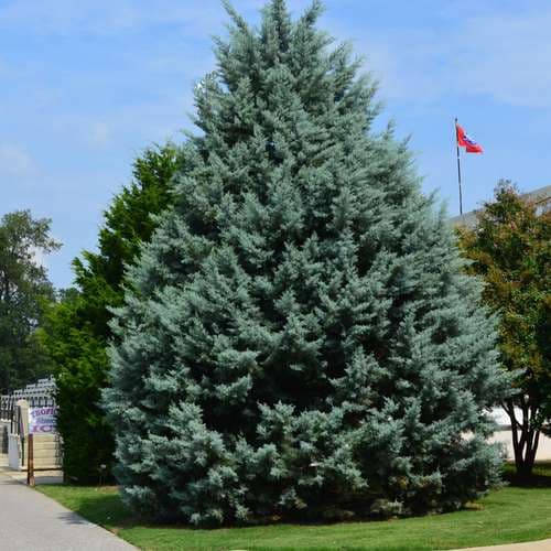 بذر سرو نقره ای