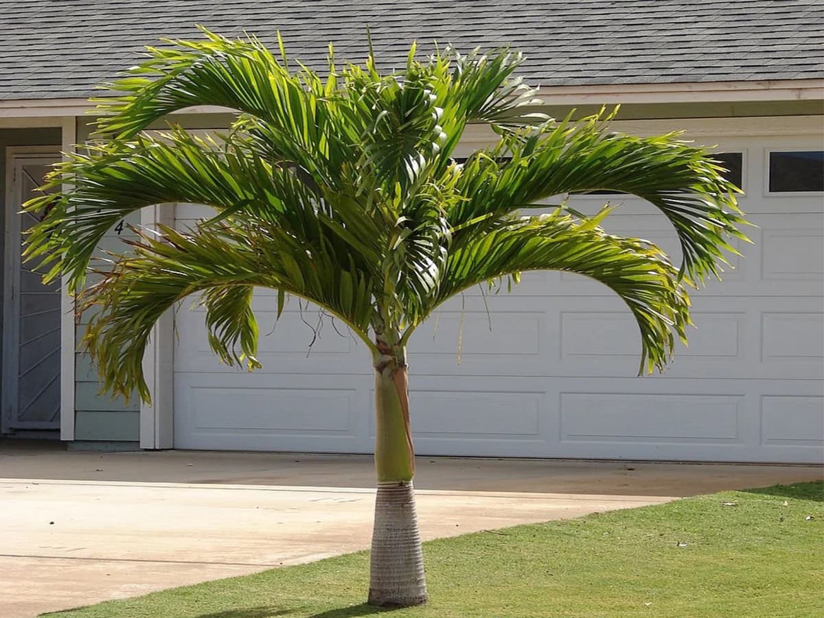 بذر نخل ویجیامری