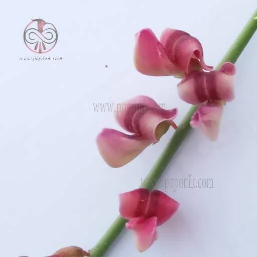 بذر خار شتر