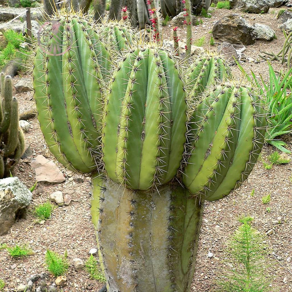 بذر کاکتوس تریکوسرئوس ترچکی