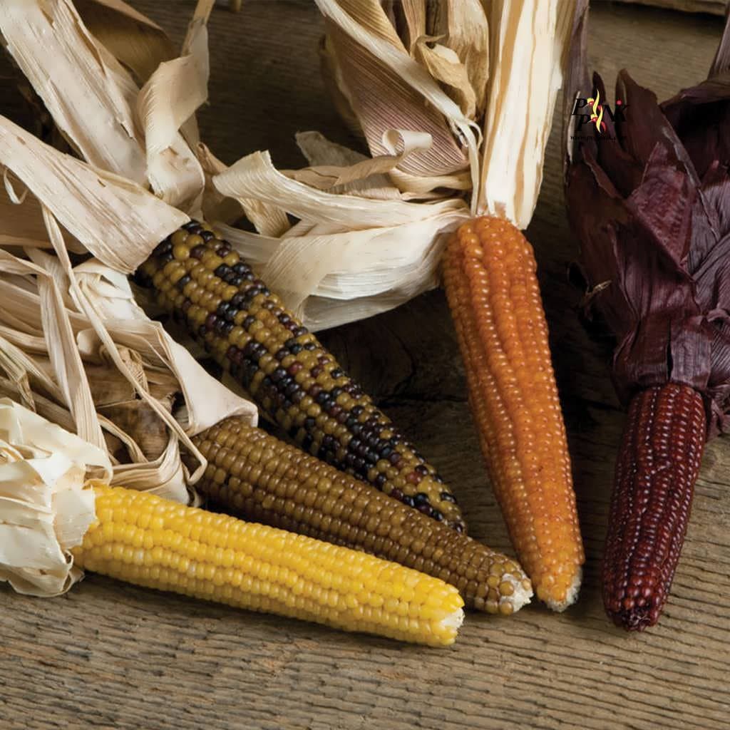 بذر ذرت رنگین کمان مینیاتوری