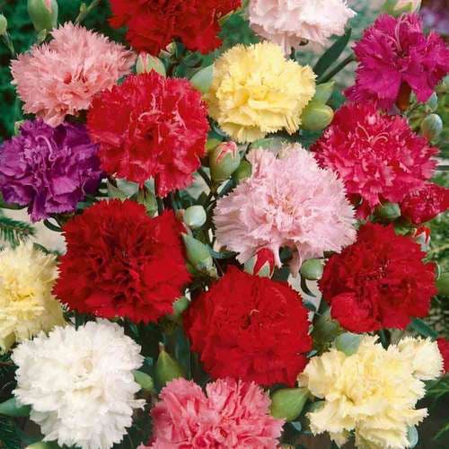 بذر عمده گل میخک