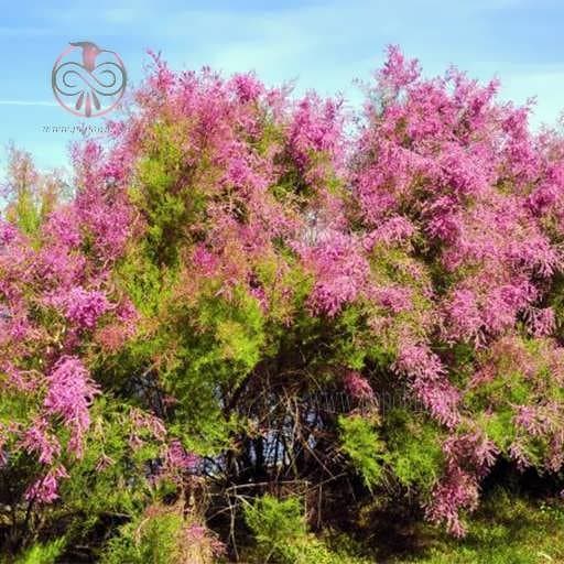 بذر درخت گز