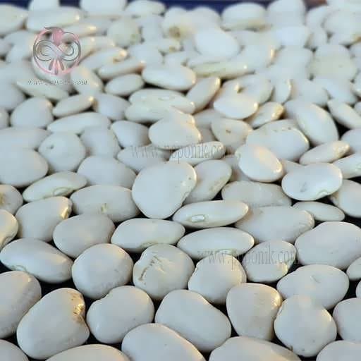 بذر لوبیا سفید بزرگ