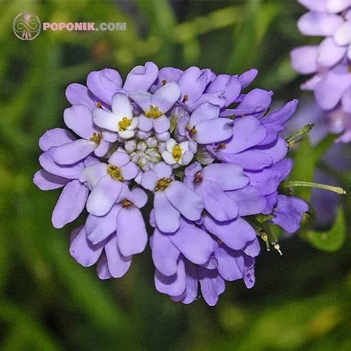 بذر گل ایبریس ارغوانی