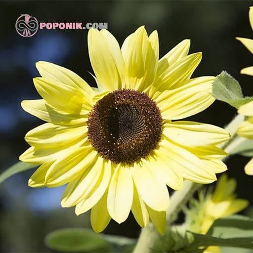 بذر آفتابگردان زینتی لیموئی