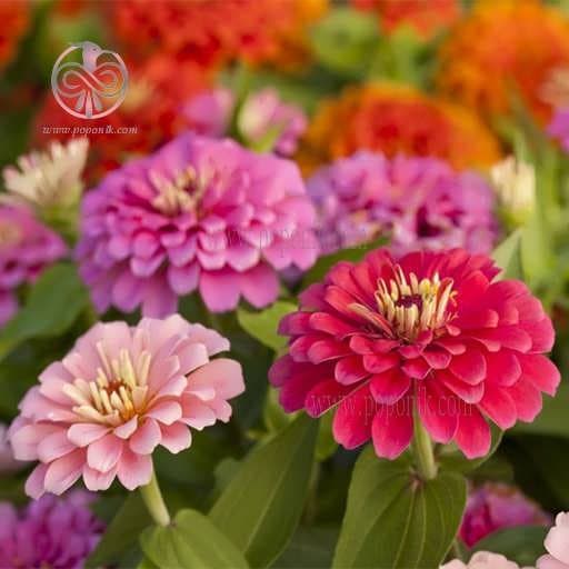 بذر گل آهار پاکوتاه الوان