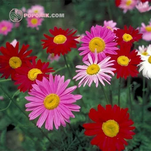 بذر گل گاو چشم (گل پایریترم)