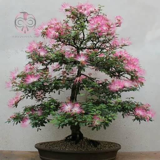 بذر درخت ابریشم ایرانی (شب خیس)