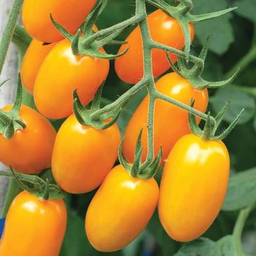 بذر گوجه زیتونی زرد