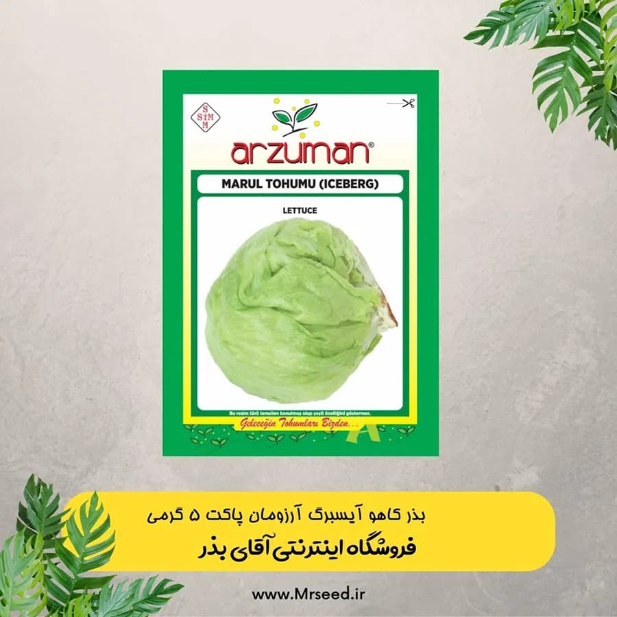 بذر کاهو آیسبرگ آرزومان