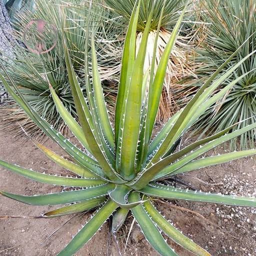 بذر کاکتوس آگاوا کرچووی