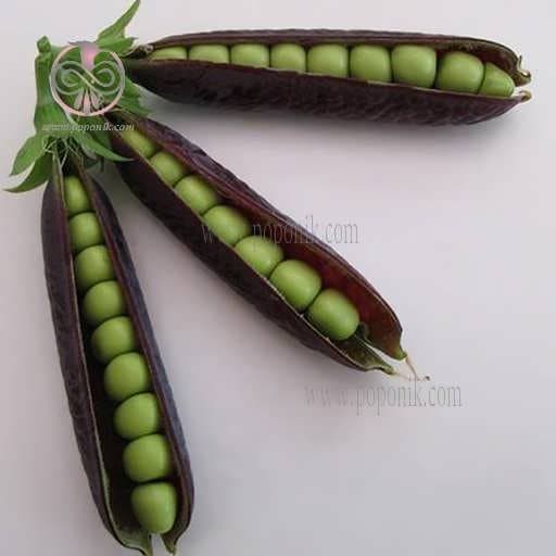 بذر نخود فرنگی بنفش