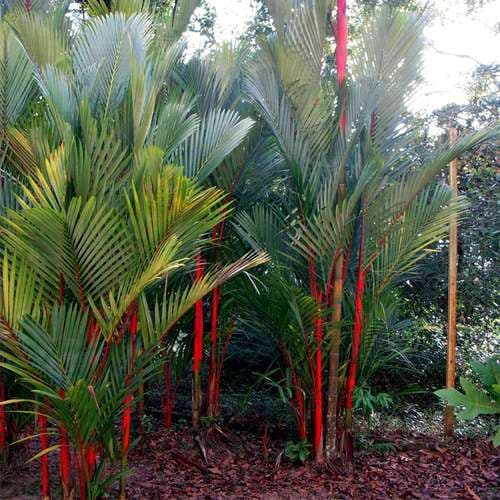 بذر نخل موم سرخ یا رژلبی