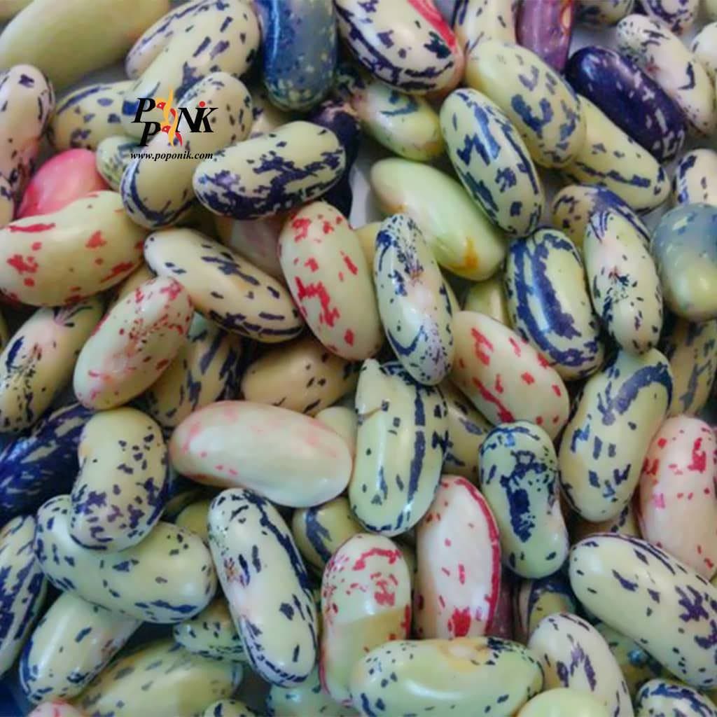 بذر لوبیا پاچ باقالا