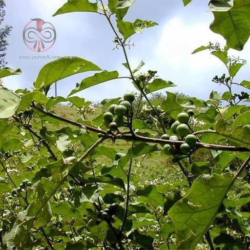 بذر بادمجان نخودی سبز