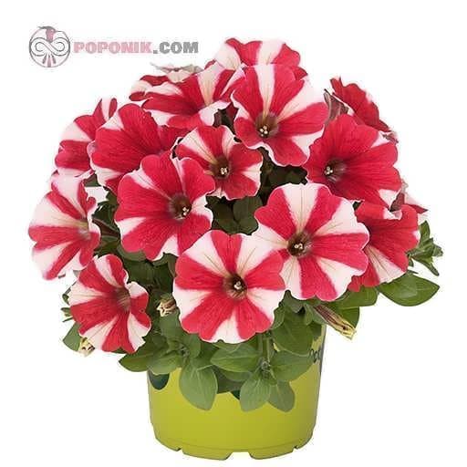 بذر گل اطلسی ستاره ای قرمز و سفید