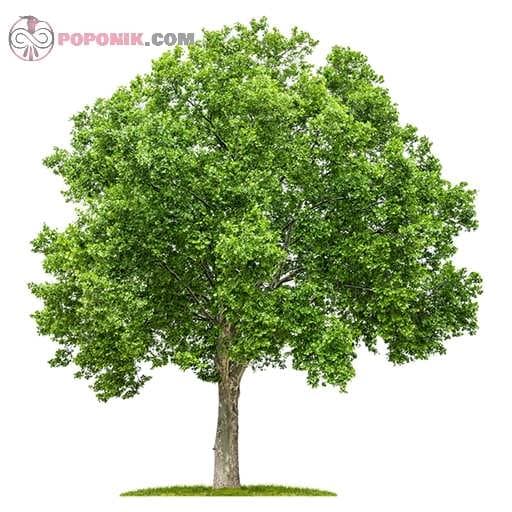 بذر درخت چنار