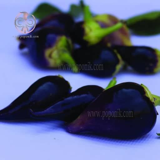 بذر فلفل بیکیونهو بنفش