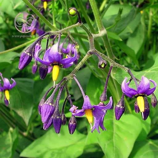 بذر تاجریزی