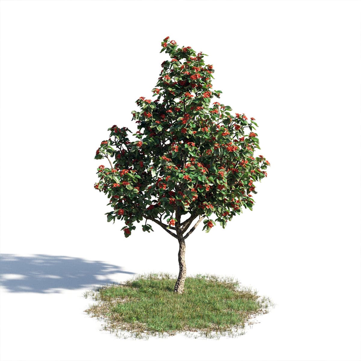 بذر درخت گل کوردیا