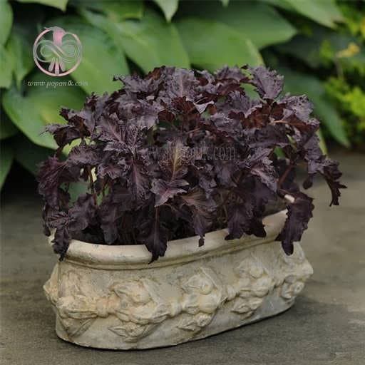 بذر ریحان بنفش خرچنگ