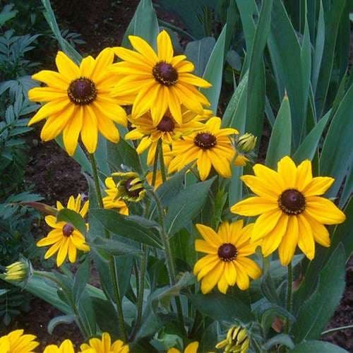 بذر گل کوکب کوهی زرد گل درشت