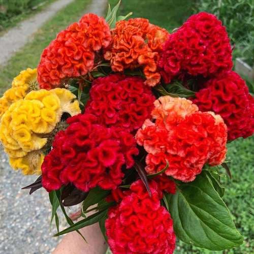 بذر عمده گل تاج خروس چتری