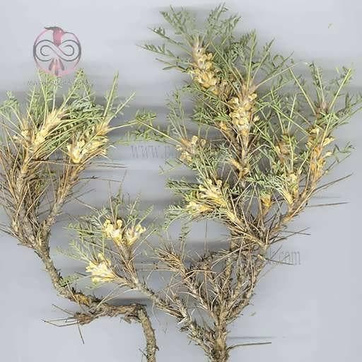 بذر گون گزی