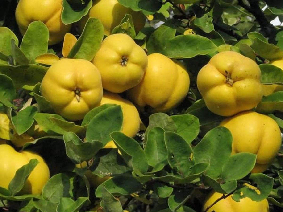 بذر به دانه