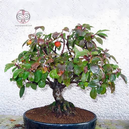 بذر درخت ازگیل