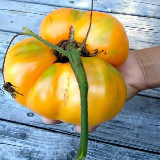 بذر گوجه فرنگی خرمالو