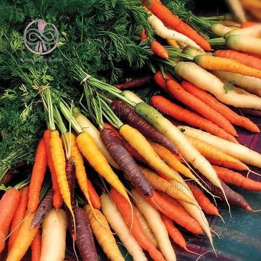 بذر هویج رنگی میکس