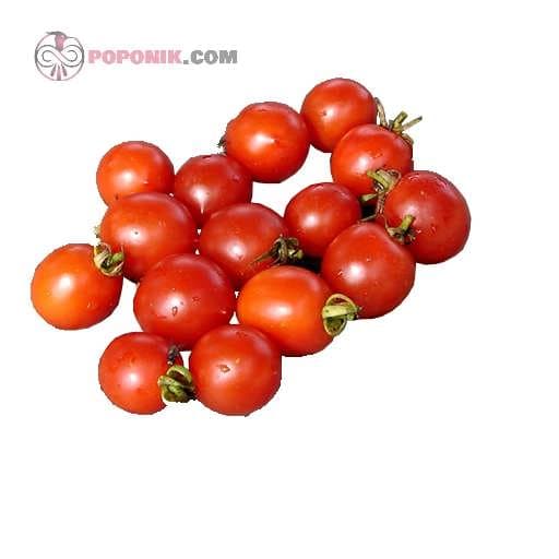 بذر گوجه گیلاسی خوشه ای ریز