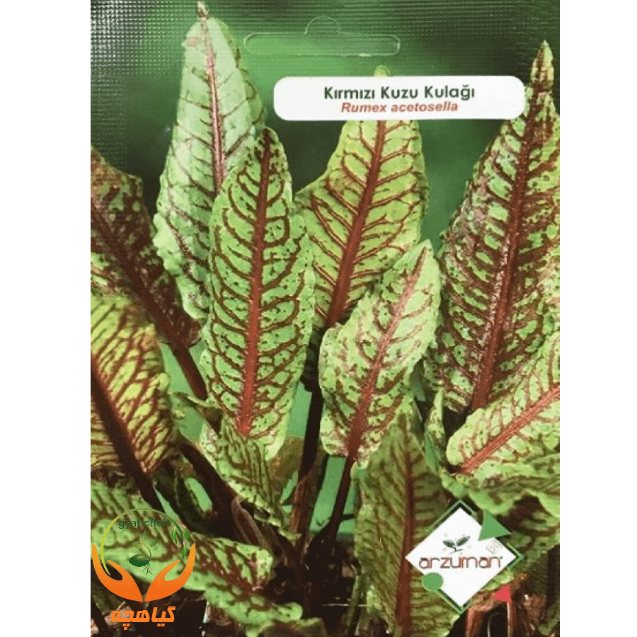 بذر سورل قرمز آرزومان | kirmizi kuzukulagi Arzuman