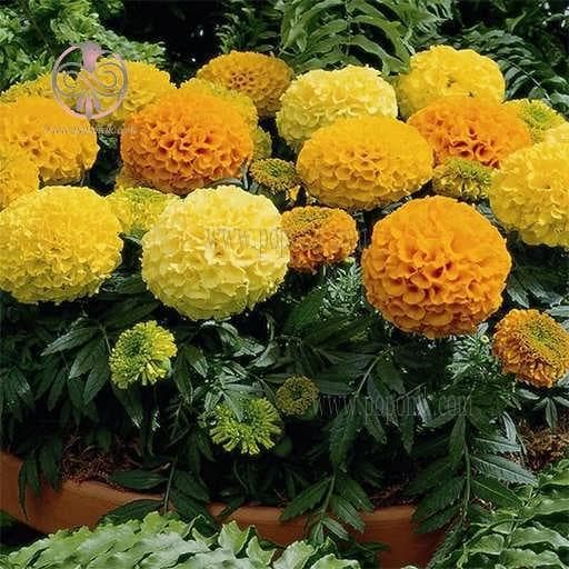 بذر گل جعفری زرد و نارنجی