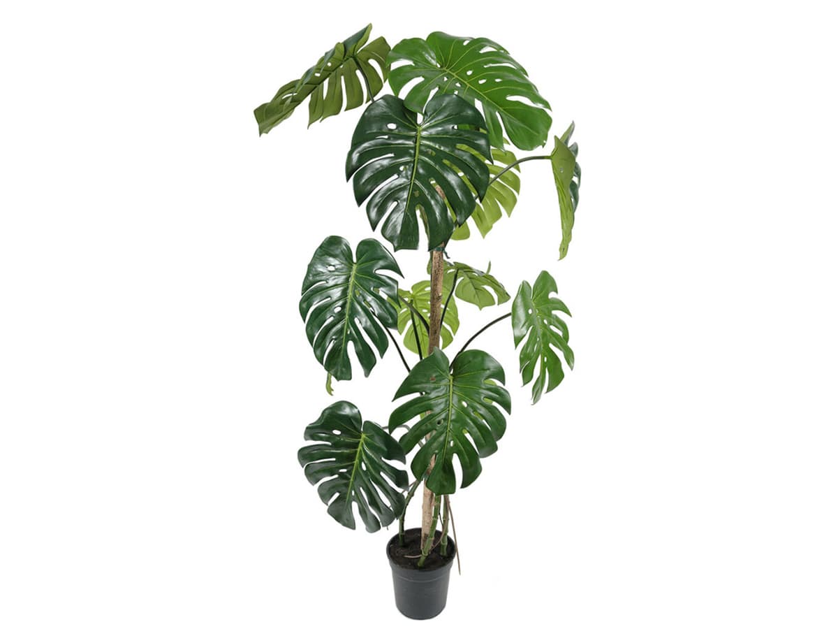 بذر برگ انجیری مونسترا