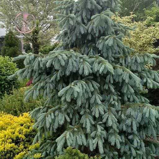 بذر کاج نوئل سبز