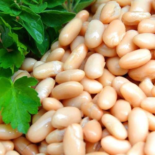 بذر لوبیا سفید پابلند آمریکایی