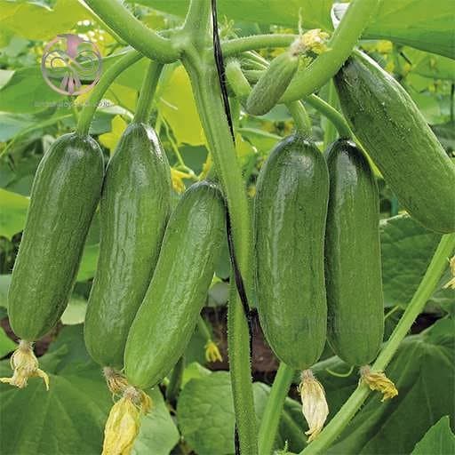 بذر خیار پر بار داووس