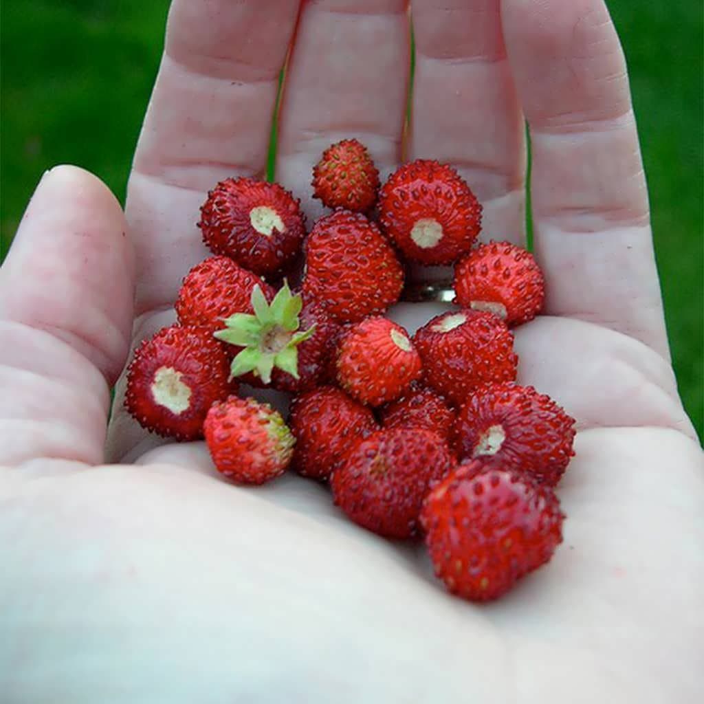 بذر توت فرنگی قرمز کوچک