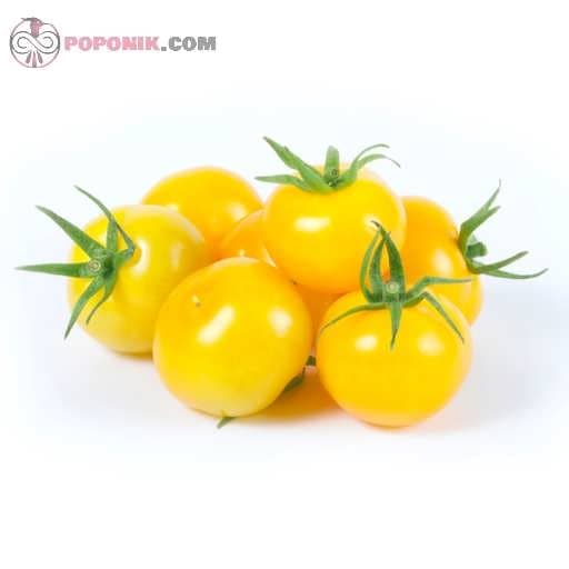 بذر گوجه چری زرد