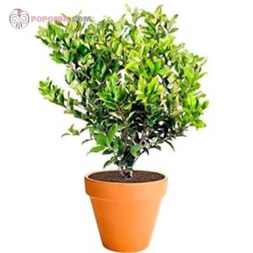 بذر درختچه لگستروم