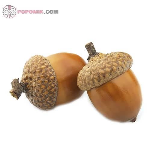 بذر درخت بلوط اکرونز